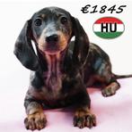 Teckel à poil court - chiots à vendre, 15 semaines à 1 an, Poils courts, Hépatite contagieuse (maladie de Rubarth), Plusieurs animaux