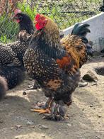 Brahma haan 2025, Dieren en Toebehoren, Mannelijk, Kip