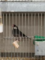 Rijstvogels forse mannen, Dieren en Toebehoren