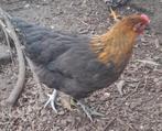 Marans hennen, Dieren en Toebehoren, Pluimvee