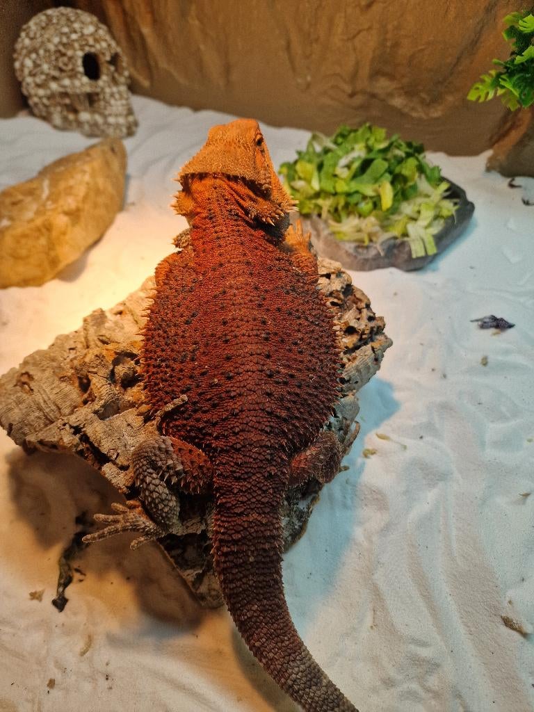Baardagaam 50% Red Monster het trans het hypo, Animaux & Accessoires, Reptiles & Amphibiens, Lézard, 0 à 2 ans, Domestique