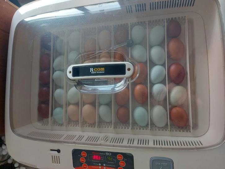 Broedeieren, Dieren en Toebehoren, Pluimvee