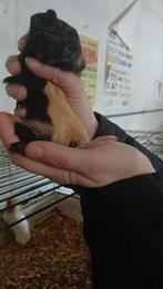 Cavia’s, Dieren en Toebehoren, Knaagdieren, Februari, Meerdere dieren, Tam