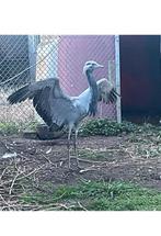 Jufferkraanvogel vrouw 2025, Femelle