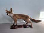 Renard en peluche décoratif sur socle en bois, pièce unique, Enlèvement, Utilisé, Animal sauvage, Animal empaillé