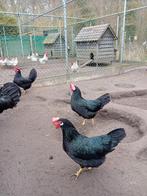 Tekoop  broedeieren  van  zwarte leghorn, Dieren en Toebehoren, Pluimvee