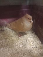 Eenkleurige Zwitser geel, Animaux & Accessoires, Oiseaux | Pigeons, Femelle, Autres espèces