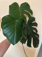 Bouture Monstera Deliciosa, Autres espèces, Moins de 100 cm, Enlèvement, Plante verte