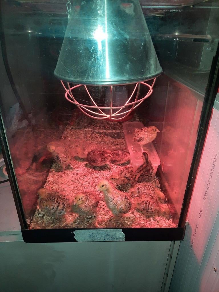 Jumbo kwartels 1-dagskuikens/broedeieren, Animaux & Accessoires, Volatiles | Accessoires, Enlèvement