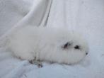 Ch Teddy cavia beer te koop, Dieren en Toebehoren, April, Mannelijk, Cavia