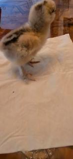 Oiseau à soie apprivoisé à la main