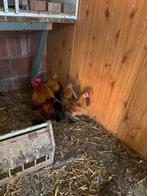 Krielkippen te koop, Plusieurs animaux, Poule ou poulet