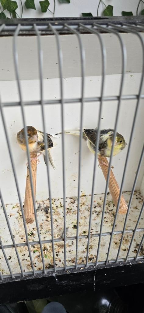 Kanarie Koppel 55€, Dieren en Toebehoren