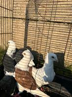 Duiven, Animaux & Accessoires, Oiseaux | Pigeons, Plusieurs animaux, Autres espèces