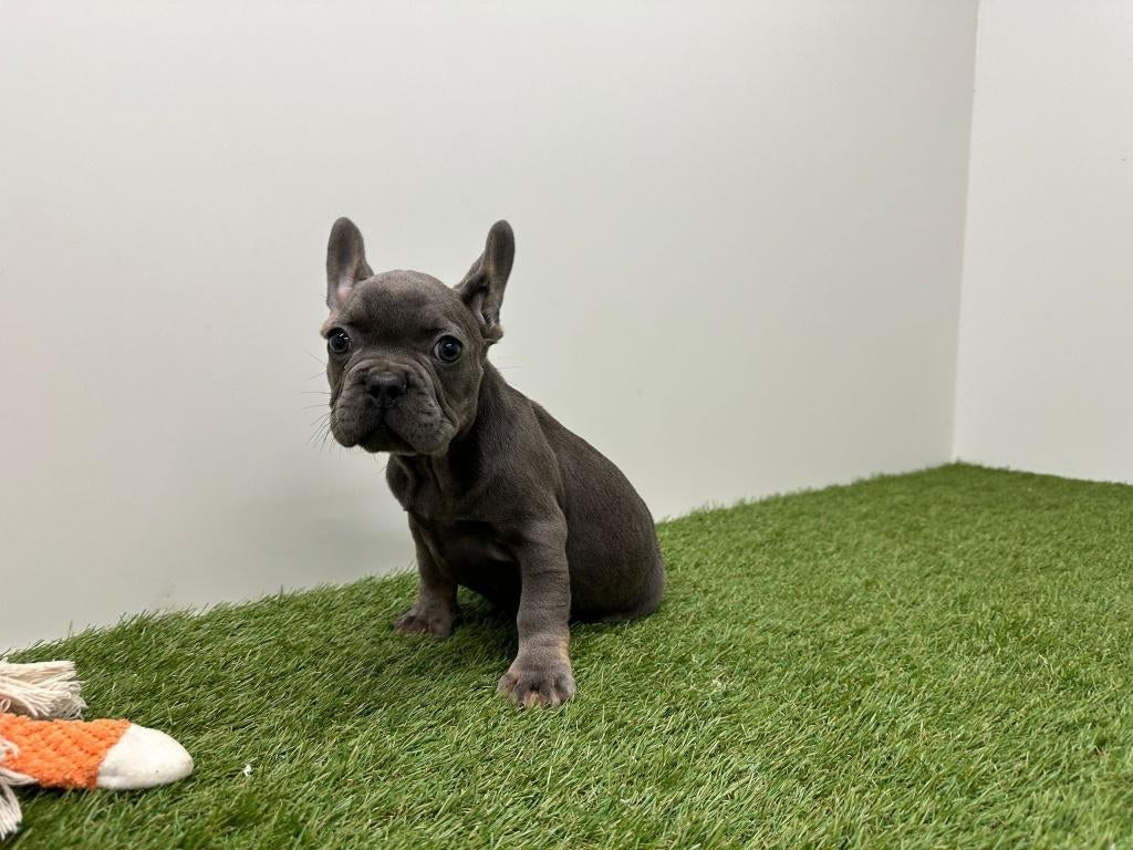 Franse Bulldog pups, België, 8 tot 15 weken, Meerdere, Meerdere dieren