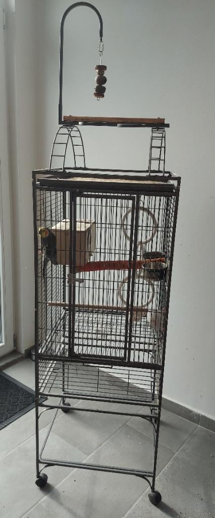 Voliere + habitants, Animaux & Accessoires, Enlèvement, Comme neuf, Métal, Volière