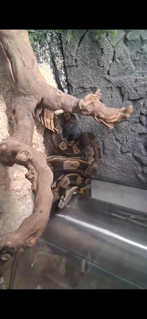 Boa Constrictor + terrarium, Dieren en Toebehoren, Reptielen en Amfibieën, Slang, 3 tot 6 jaar, Met terrarium, Tam