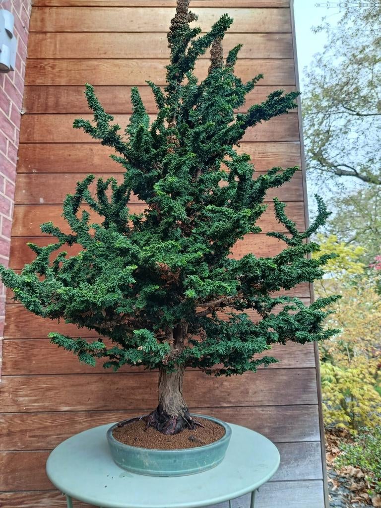 Hinoki sekka pre bonsai, Tuin en Terras, Ophalen