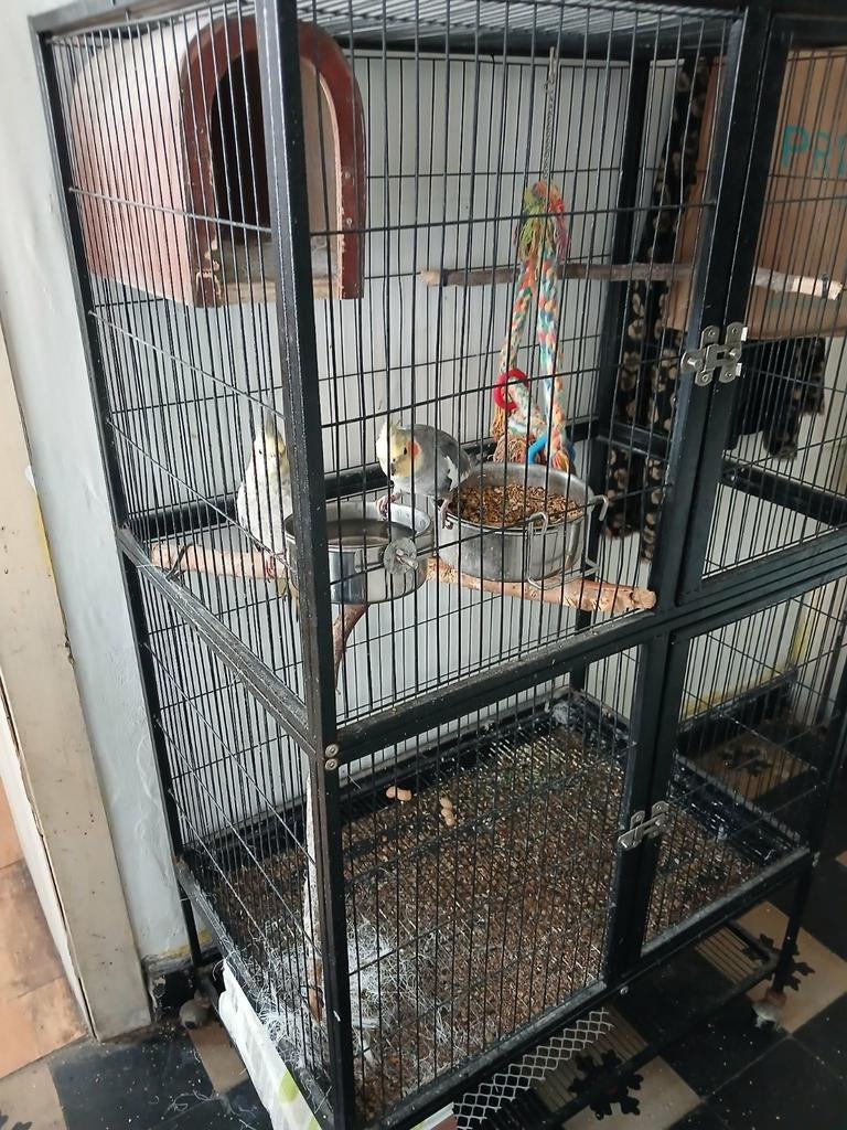 Cage avec calopsittes, Animaux & Accessoires