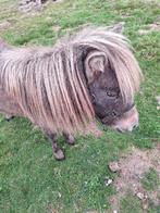 MINI PAARDJE, Dieren en Toebehoren, Pony's, Merrie, Gechipt