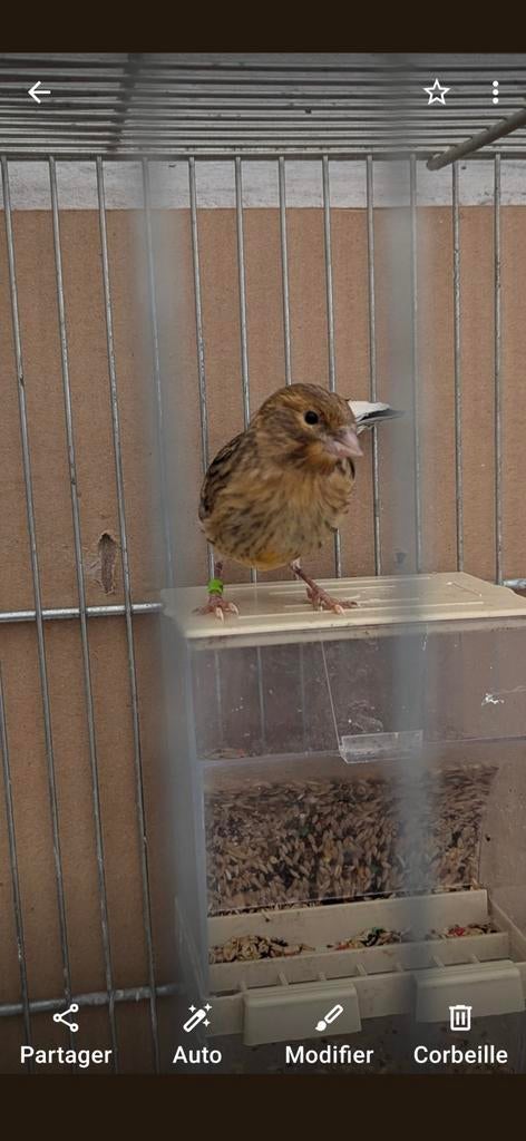 Deux canaris de 2026 et un blanc de 2025, Animaux & Accessoires, Oiseaux | Canaris