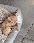 Prachtige langharige chihuahua puppy, teefje, 15 semaines à 1 an, Hépatite contagieuse (maladie de Rubarth), Chienne, Belgique