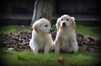 Golden Retriever pups, Dieren en Toebehoren, België, 15 weken tot 1 jaar, Teef, Meerdere