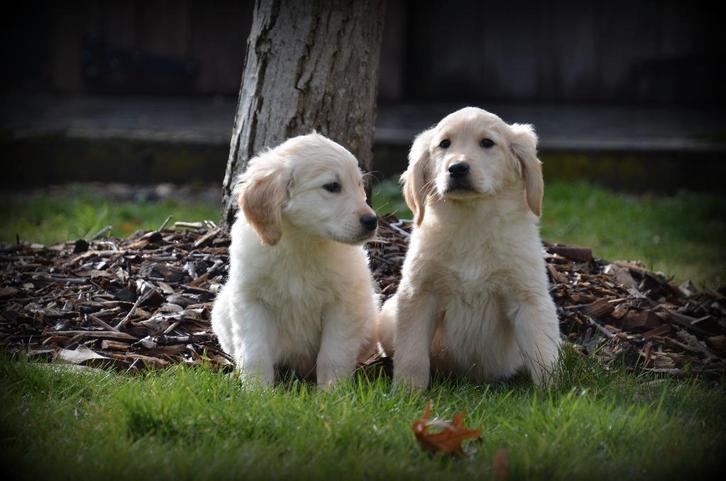 Golden Retriever pups, Dieren en Toebehoren, Honden | Retrievers, Spaniëls en Waterhonden, Teef, Golden retriever, Fokker | Professioneel