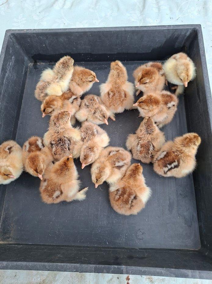 kuikens van brahma goudpatrijs groothoen, Dieren en Toebehoren, Pluimvee, Kip, Geslacht onbekend