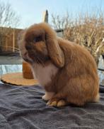 Heel lief Minilop mannetje mag verhuizen., Dieren en Toebehoren