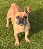 Fawn frans bulldog teefje 2 j, Animaux & Accessoires, Chiens | Bouledogues, Pinschers & Molossoïdes, 1 à 2 ans, Hépatite contagieuse (maladie de Rubarth)