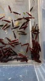 Hobbyaquarium  Bloody Mary garnalen +15=KORTING, Dieren en Toebehoren, Kreeft, Krab of Garnaal, Zoetwatervis, Schoolvis