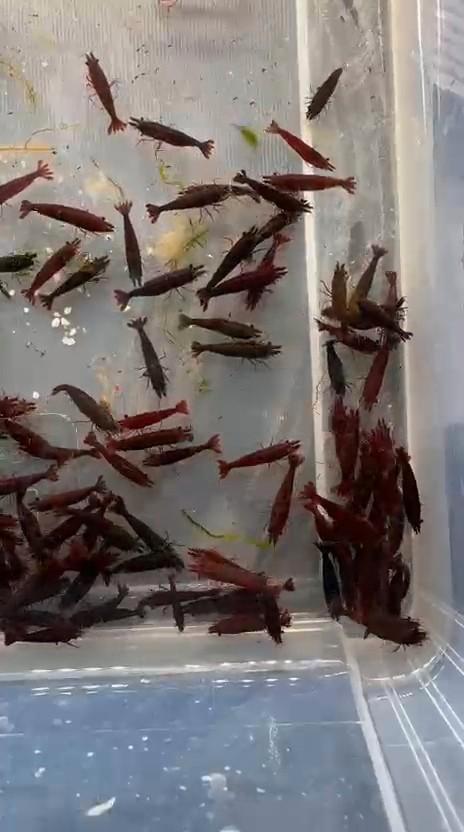 Hobbyaquarium  Bloody Mary garnalen +15=KORTING, Dieren en Toebehoren, Vissen | Aquariumvissen, Zoetwatervis, Kreeft, Krab of Garnaal