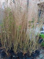 Haagplant in pot ! 180/200, Ophalen of Verzenden