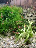 Neocaridina rili red - crevettes aquarium, Animaux & Accessoires, Enlèvement