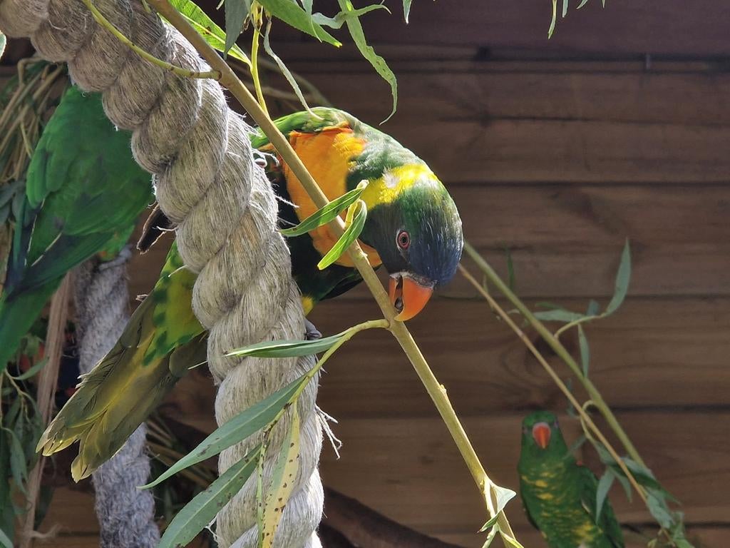 Loriquet de Edward, Mâle, Perroquet, Bagué