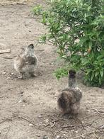 Hennen aan de leg, Dieren en Toebehoren, Pluimvee, Vrouwelijk, Kip