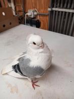 Oud-Duitse meeuw, Animaux & Accessoires, Oiseaux | Pigeons, Mâle, Autres espèces