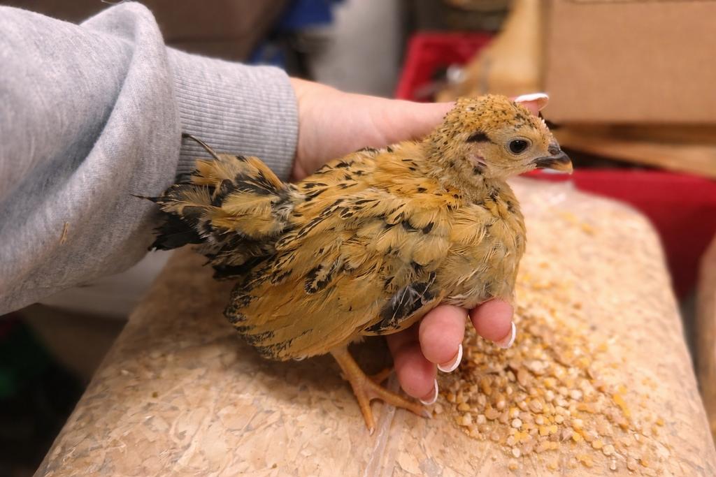 Serama gladveer 🐣7/03, Animaux & Accessoires, Volatiles, Poule ou poulet, Sexe inconnu