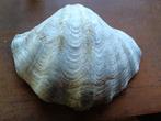 Zeer mooie grote doopvont tridacna gigas lengte 35 cm, Enlèvement ou Envoi