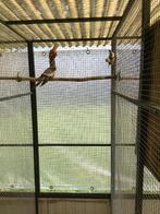 Roodrug in oranje tint, Dieren en Toebehoren, Vrouwelijk, Parkiet