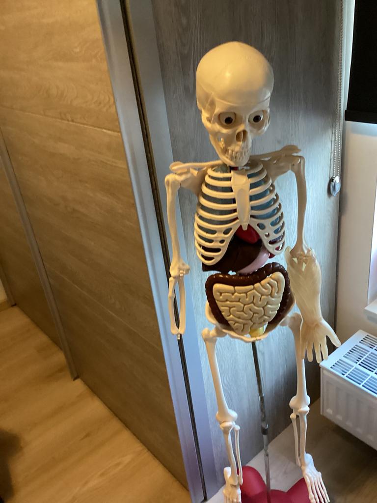 Skelet billy 1 m50 hoog zeeer leuk met 2 mappen uitleg, Diversen, Schoolbenodigdheden, Ophalen, Zo goed als nieuw
