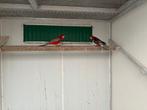 2 mooie Rosellas koppels, Dieren en Toebehoren, Vogels | Parkieten en Papegaaien, Parkiet, Pratend