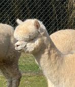 Groter aantal eersteklas jonge alpaca fok merries te koop, Animaux & Accessoires, Juin, Femelle