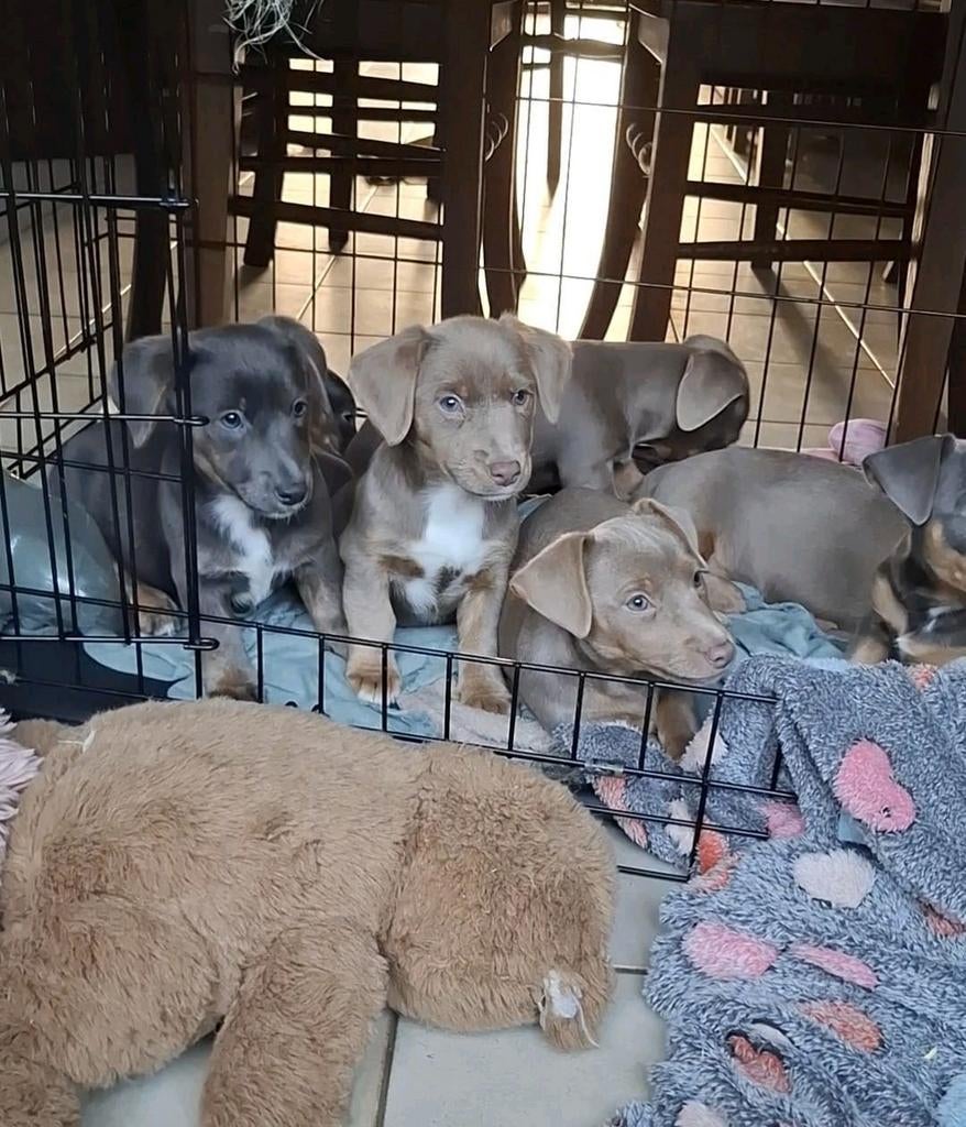 Lieve jack russell pups op boerderij ouders aanwezig, Dieren en Toebehoren, Parvo, België, Jack Russell Terriër, 8 tot 15 weken