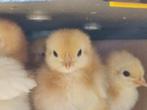 1 Week oude legkippen kuikens te koop