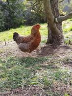 Bielefelder hen, Rhode island red hen en haan te koop, Dieren en Toebehoren