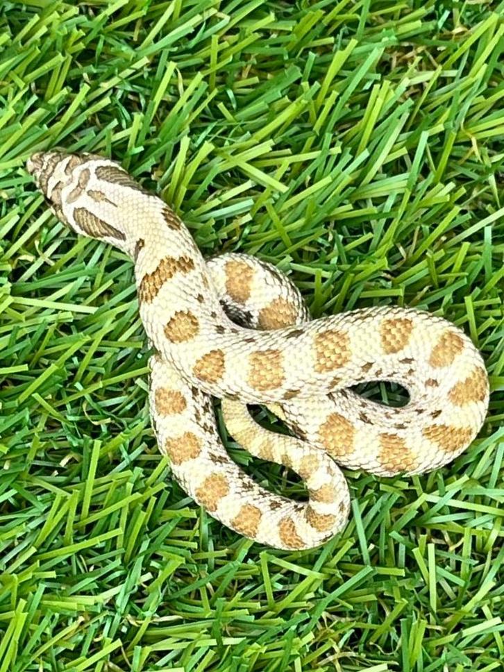 Westelijke haakneusslang, 3 maand, soort: Conda, Dieren en Toebehoren, Reptielen en Amfibieën, Slang, 0 tot 2 jaar, Tam