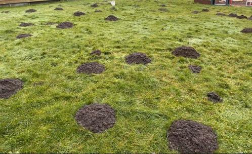 Mollen vangen, Tuin en Terras, Gras en Kunstgras, Ophalen