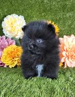 Pomeriaan pomeranian pom pup, Dieren en Toebehoren, België, Keeshond, Reu, CDV (hondenziekte)